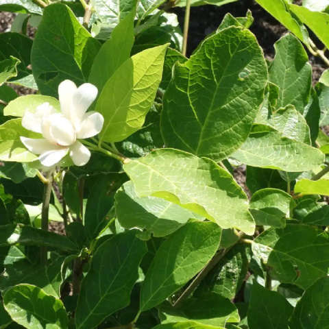 Kielichowiec wonny 'Venus'