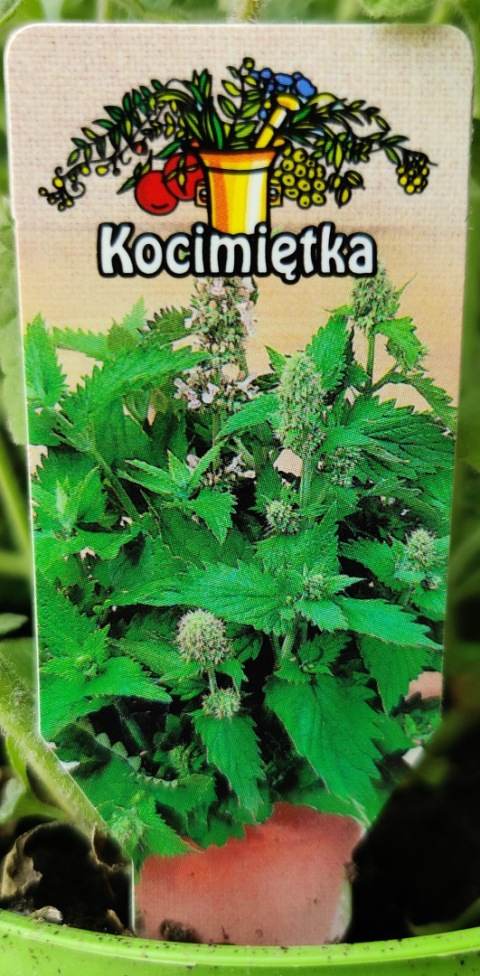 Sadzonki Kocimiętka