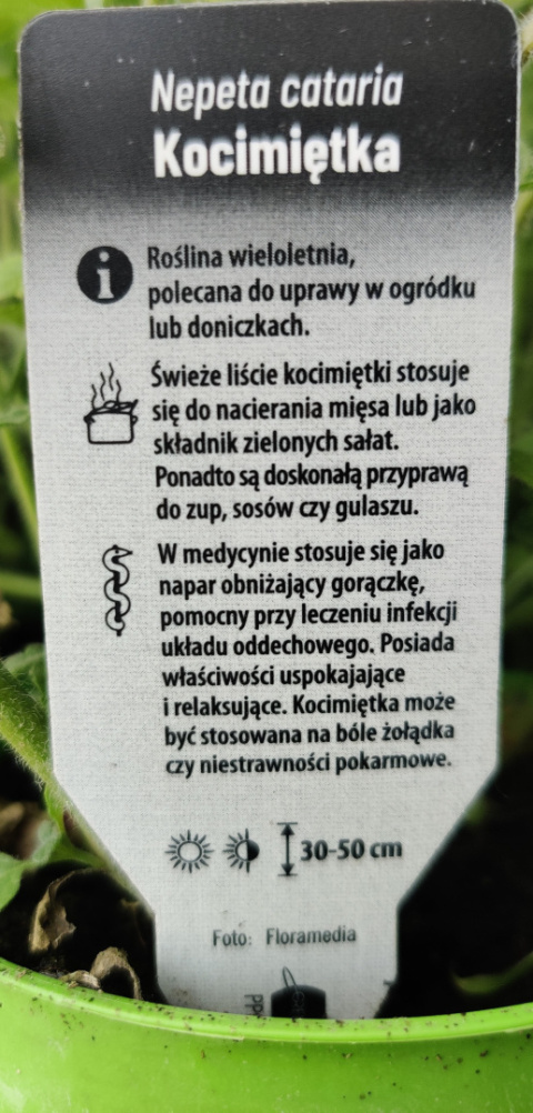 Sadzonki Kocimiętka