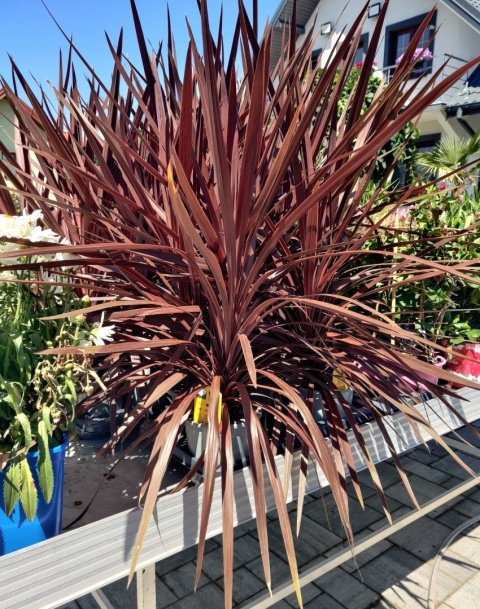 Sadzonki Kordylina australijska Red