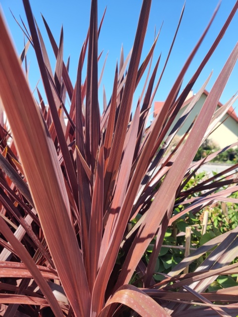 Sadzonki Kordylina australijska Red