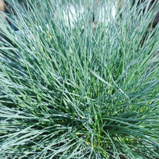 Kostrzewa sina ‘Elijah Blue’