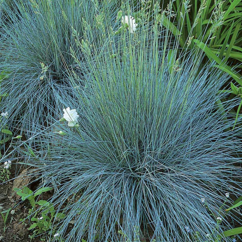 Kostrzewa sina ‘Elijah Blue’ Kostrzewa sina ‘Elijah Blue’