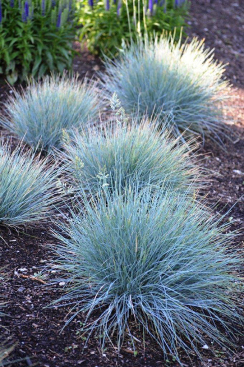 Kostrzewa sina ‘Elijah Blue’ Kostrzewa sina ‘Elijah Blue’