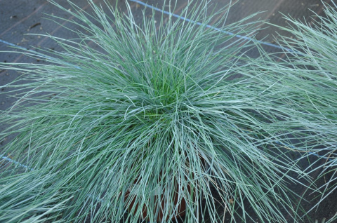 Kostrzewa sina ‘Elijah Blue’ Kostrzewa sina ‘Elijah Blue’