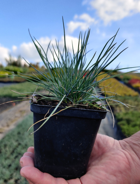 Sadzonki Kostrzewa sina ‘Elijah Blue’