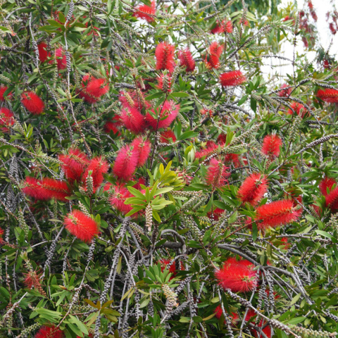 Kuflik 'Laevis' Kuflik 'Laevis'
