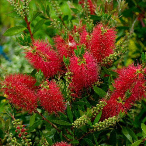 Kuflik 'Laevis' Kuflik 'Laevis'