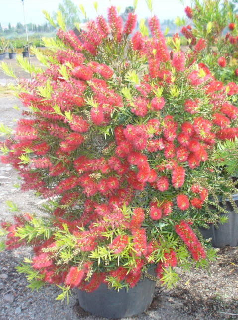 Kuflik 'Laevis' Kuflik 'Laevis'