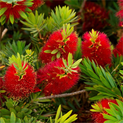 Kuflik 'Laevis' Kuflik 'Laevis'
