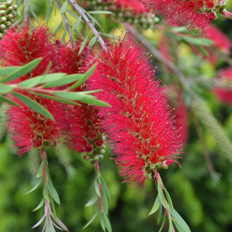 Kuflik 'Laevis' Kuflik 'Laevis'