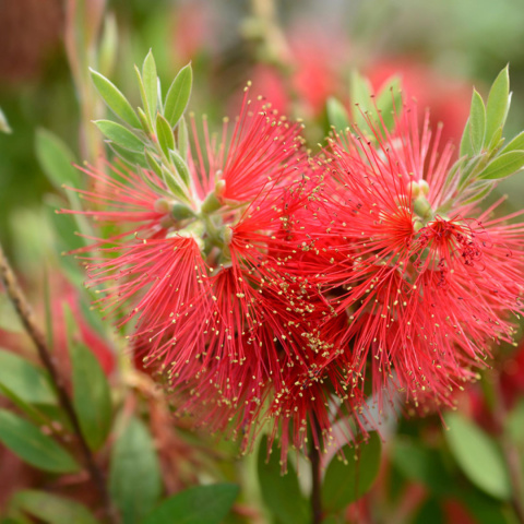 Kuflik 'Laevis'