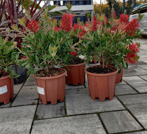 Sadzonki Kuflik 'Laevis'