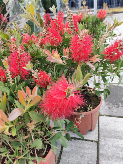 Sadzonki Kuflik 'Laevis'