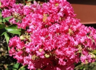 Lagerstremia 'Coral Filli'