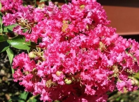 Lagerstremia 'Coral Filli'