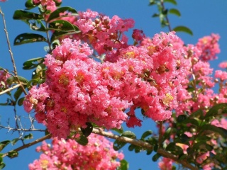 Lagerstremia 'Coral Filli'