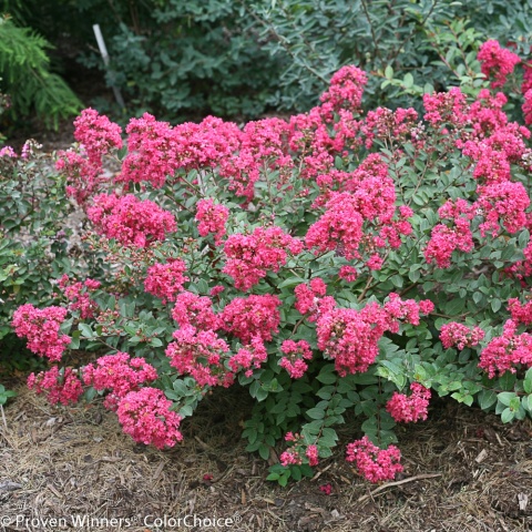 Lagerstremia 'Coral Filli'