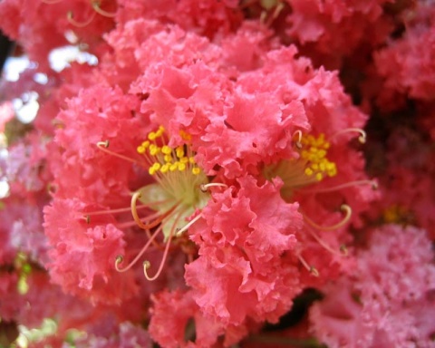 Lagerstremia 'Coral Filli'
