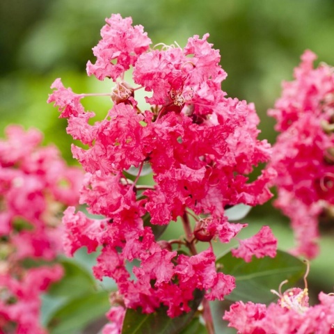 Lagerstremia 'Coral Filli'