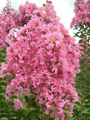 Lagerstremia 'Coral Filli'