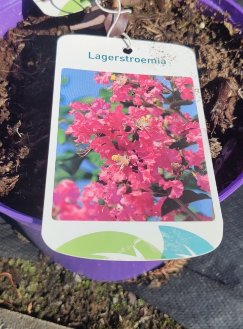 Sadzonki Lagerstremia 'Coral Filli'