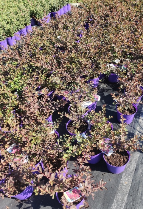 Sadzonki Lagerstremia 'Coral Filli'
