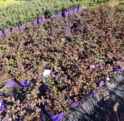 Sadzonki Lagerstremia 'Coral Filli'
