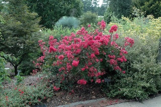 Lagerstremia 'Red Filli'