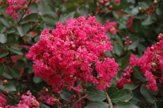 Lagerstremia 'Red Filli'