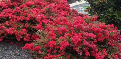 Lagerstremia 'Red Filli'