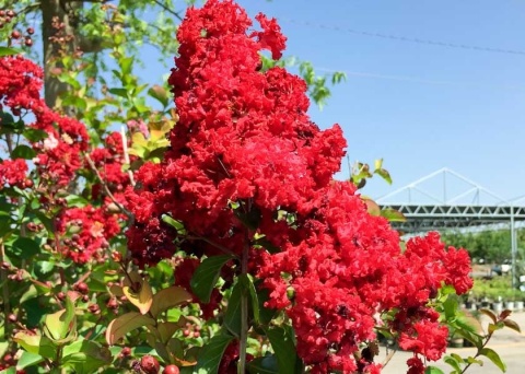 Lagerstremia 'Red Filli'