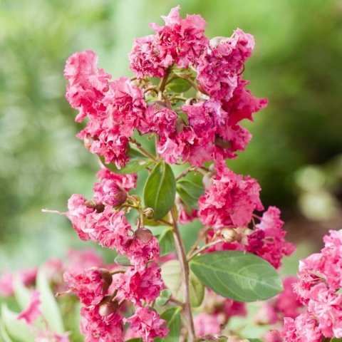 Lagerstremia 'Red Filli'