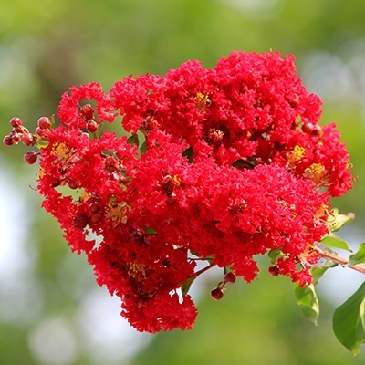 Lagerstremia 'Red Filli'