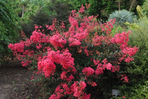 Lagerstremia 'Red Filli'