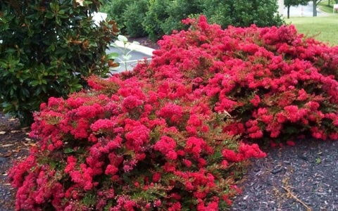 Lagerstremia 'Red Filli'