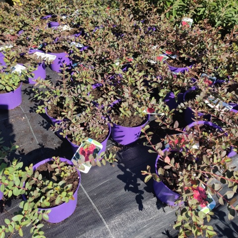 Sadzonki Lagerstremia 'Red Filli'
