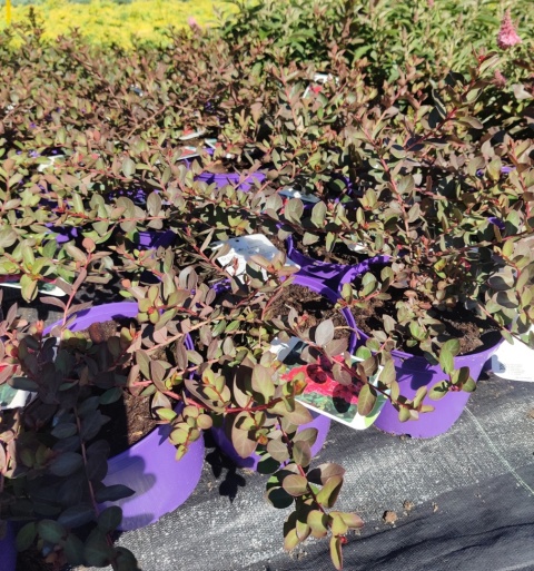 Sadzonki Lagerstremia 'Red Filli'