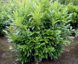 Laurowiśnia 'Caucasica'