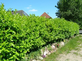 Laurowiśnia 'Caucasica'