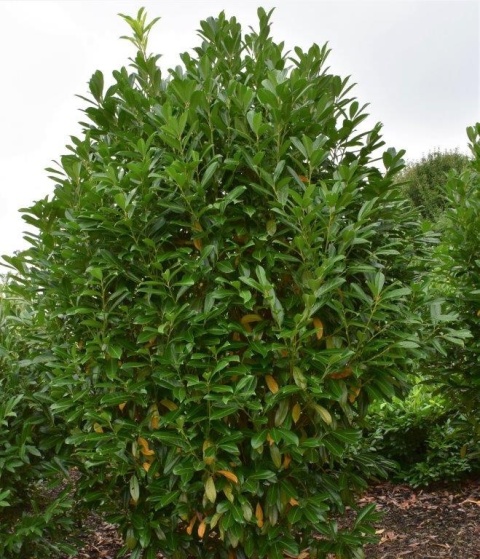 Laurowiśnia 'Caucasica'