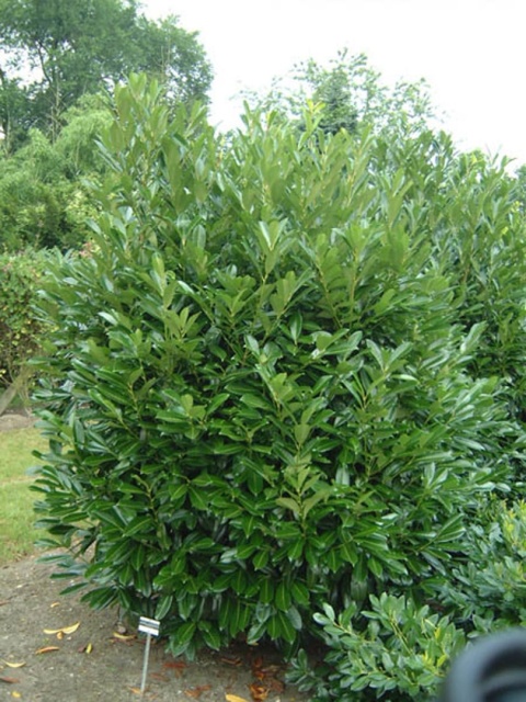 Laurowiśnia 'Caucasica'