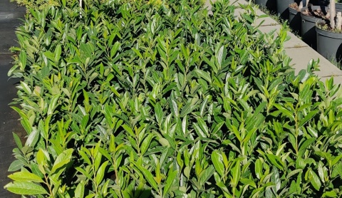 Sadzonki Laurowiśnia 'Caucasica'