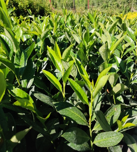 Sadzonki Laurowiśnia 'Caucasica'