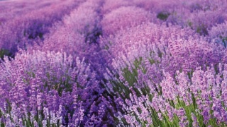Lawenda wąskolistna 'Aromatico Blue'