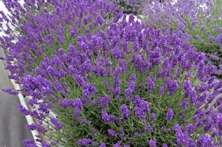 Lawenda wąskolistna 'Aromatico Blue'