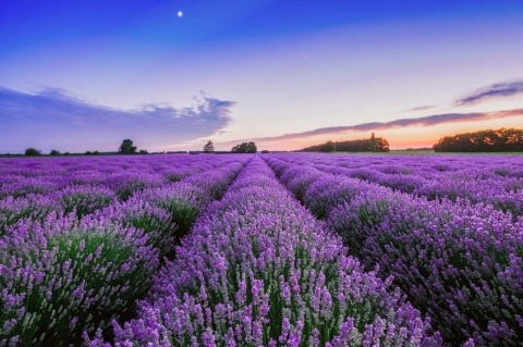 Lawenda wąskolistna 'Aromatico Blue'