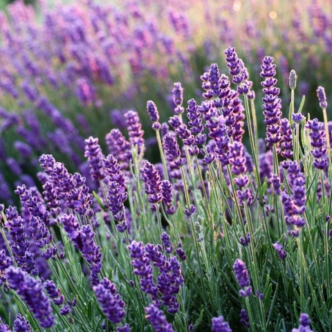 Lawenda wąskolistna 'Aromatico Blue'