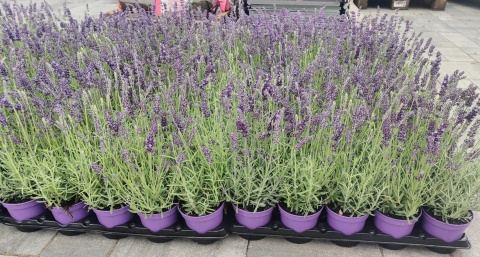 Sadzonki Lawenda wąskolistna 'Aromatico Blue'