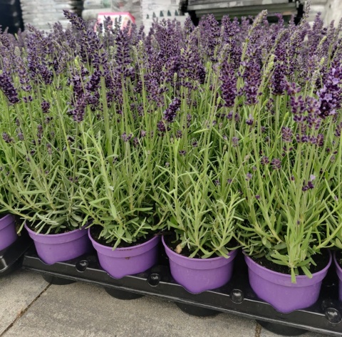 Sadzonki Lawenda wąskolistna 'Aromatico Blue'